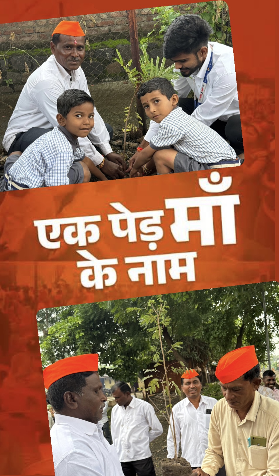 Tree plantation